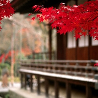 RED AUTUMN LEAVES