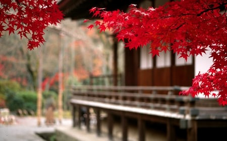 RED AUTUMN LEAVES - autumn, japan, trees, landscape, branch, leaves