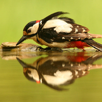 Great-Spotted-Woodpecker--Dendrocopos-major