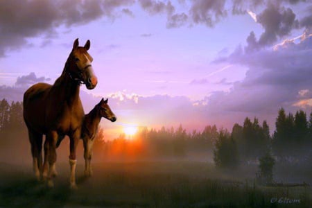 Sharing - clouds, trees, colt, evening, peace, sunset, horses, mist, mother, country