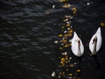 Swans On The Lake