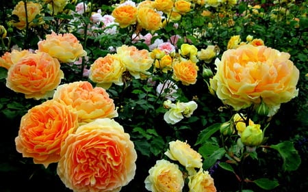 Yellow roses - nature, flowers, roses, photography