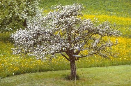 Spring Time - scenery, beautiful, landscape, spring, tree, flowers, white, green, field