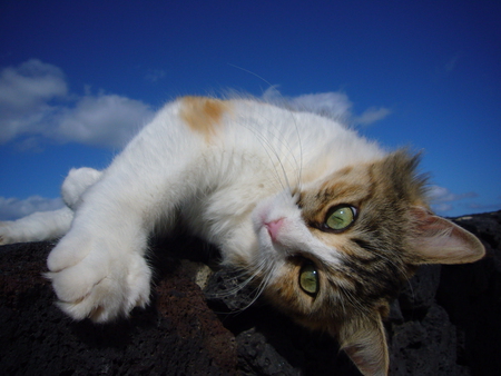 cat on the roof - on, the, roof, cat