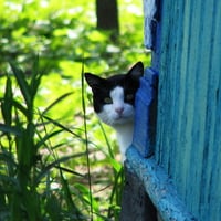 blue cat door