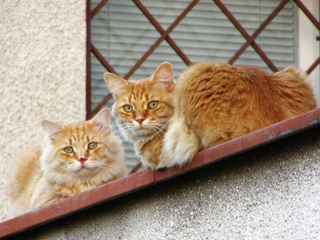 lovers in front of the window - front, of, window, in, the, lovers