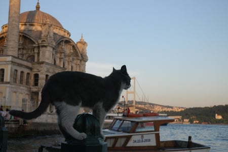 istanbul cats - istanbul, cats, ortakoy