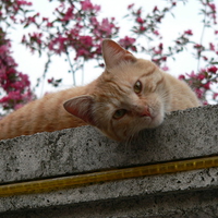 cherry blossoms and the yellow cat