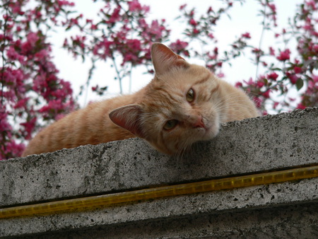 cherry blossoms and the yellow cat - blossoms, yellow, and, cherry, the, cat