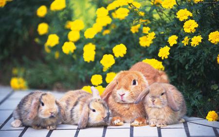 rabbits family for AncaSimona - flowers, rabbit, yellow, beautiful, garden, mamma, little