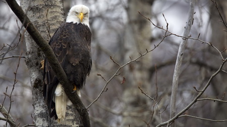 Bald Eagle - bald, alaska, animals, american, bird, large, nature, white, eagle, tree, head