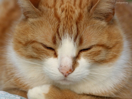 Little cat sleeping - sweet, cat, sleep, kitten