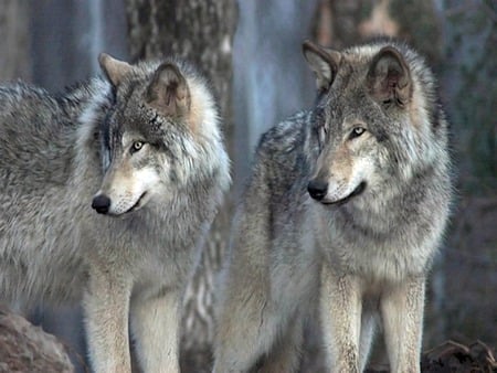 Wild pair - grey black white, forest, wild, hunters, wolves