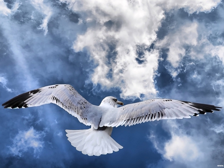 Fotogenova bird - cloud, sky, fly, bird, freedom, dove