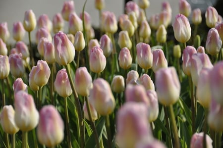 pink tulips - tulips, field, flowers, pink