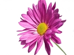 Pink daisy