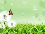 Butterfly nature