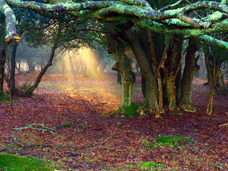 Beams - branches, trees, sunlight, forest, leaves, beams