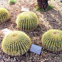 Golden Barrel Cactus