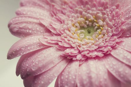 A delicate and fresh morning ;) - orning, sunshine, gerbera, forever, pink, delicate, flower