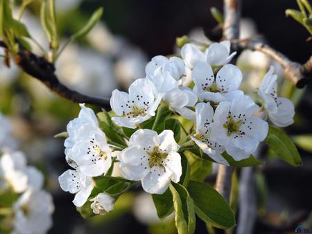 Apple-blossoms - white, nature, blossoms, flowers, apple