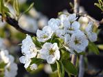 Apple-blossoms