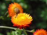 Wasp-on-a-flower