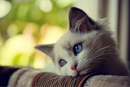 Cat - kitten, cute, eyes, lovely, dreamy, cat, blue eyes