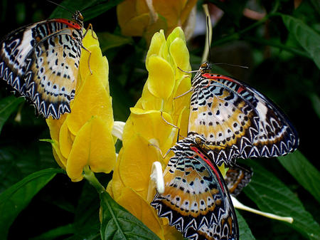 butterflies  and yellow flowers - nature, butterfly, landscape, yellow, animal, flowers, colors