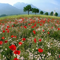 st--coloman-near-schwangau-bavaria-germany