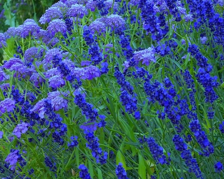 lavenders - flowers, nature, lavenders, blue, landscape, parfume