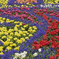 flower-patterns-kuekenhof-gardens-netherlands