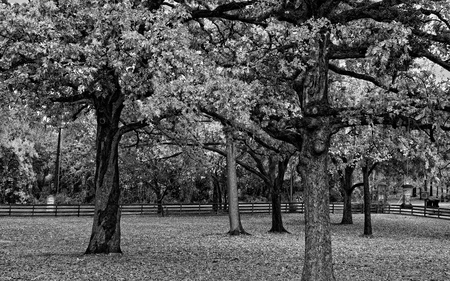 still pretty - white, nature, trees, forest, photography, black