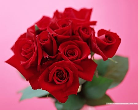 Valentine Roses for My Friends - roses, beautiful, red, valentine, friends, background, pink, still life