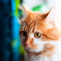 GOLDEN KITTY