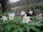 white flower