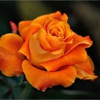 Orange Rose