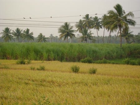 farm lands - nature, fields, sky, evening