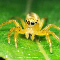 Colorful Button Spider