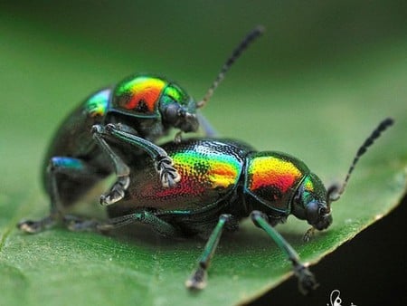 Insect Mating - picture, insect, lovely, surprise, mating