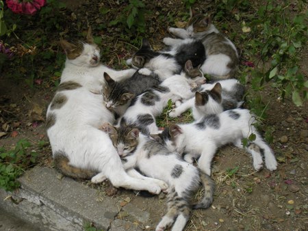 cat family for carmenmbonilla - family, sweet, cat, kittens