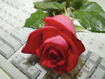 rose on the keyboard