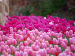 tulip field