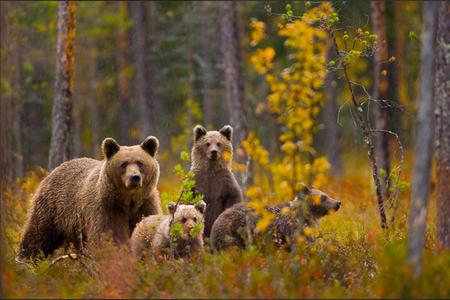 Hello everyone - forest, nature, bears, family