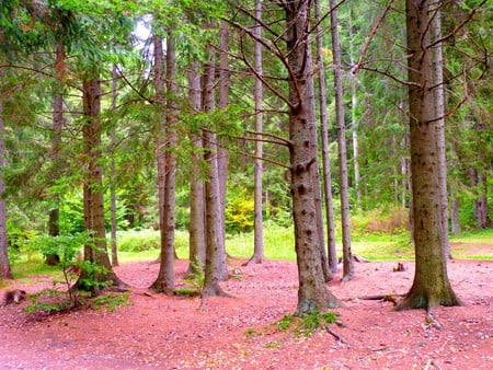 Forest at lake St. Ana - lake, trees, forest, mountain, green