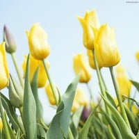 yellow tulips