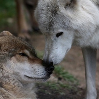 WOLF HUG