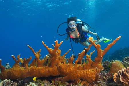 coral diver - sea, coral, water, woman