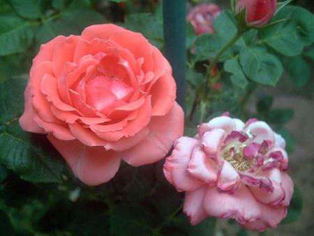 Roses from the Garden - roses, flowers, gardening, joanna martin, rose, garden