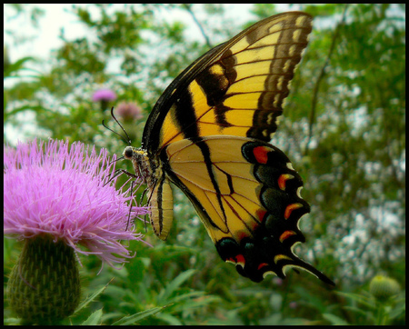 Yellow wings - yellow, beautiful, echinacea, beauty, flower, pink, popular, black, nature, red, wings, butterflie, animals